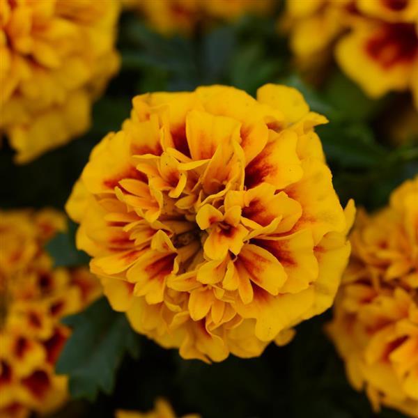 Hot Pak™ Fire French Marigold - Bloom