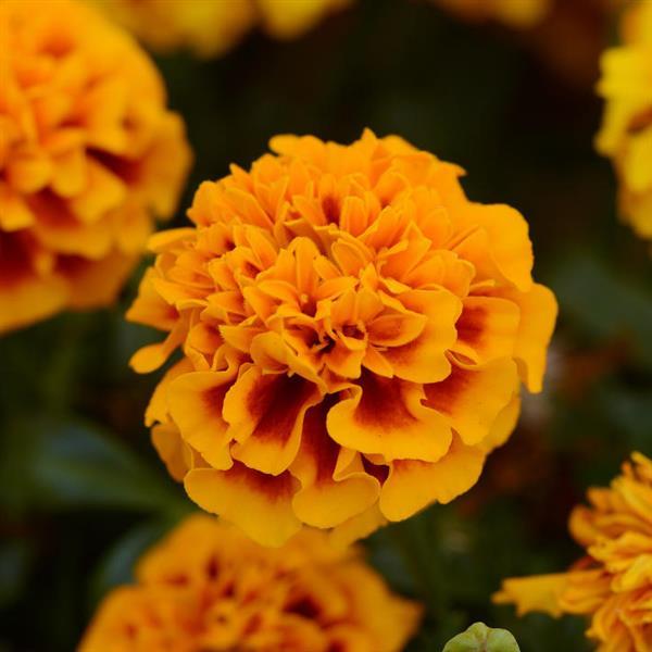 Hot Pak™ Flame French Marigold - Bloom