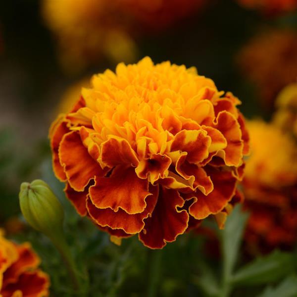 Hot Pak™ Spry French Marigold - Bloom
