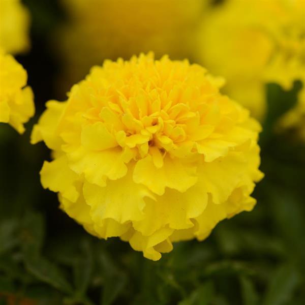 Hot Pak™ Yellow French Marigold - Bloom