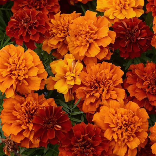 Fireball French Marigold - Bloom