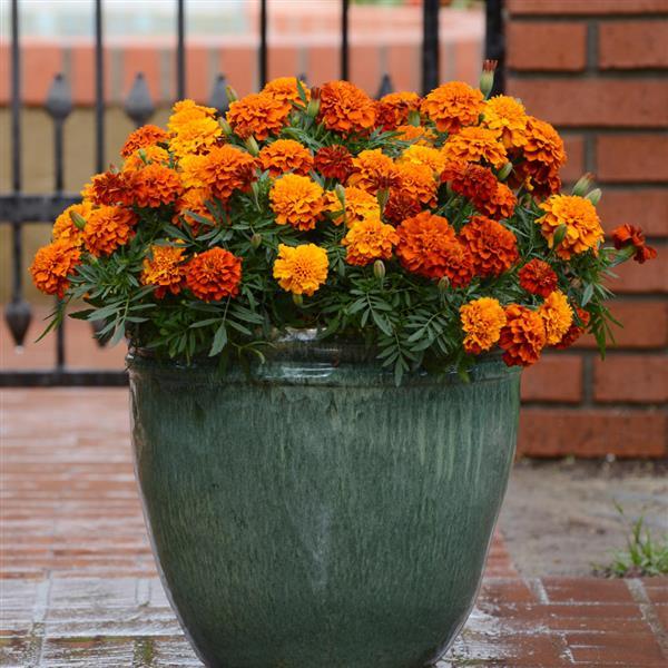 Fireball French Marigold - Container
