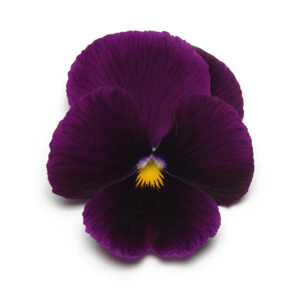 Panola® XP Purple Pansy - Bloom