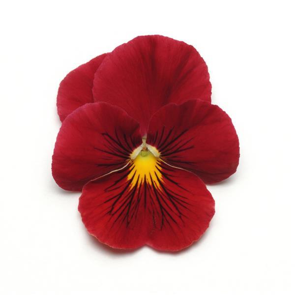 Panola® XP Scarlet Pansy - Bloom