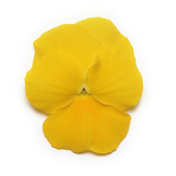 Panola® XP Yellow Pansy - Bloom