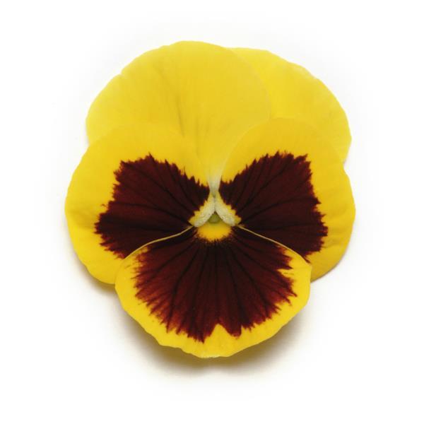 Panola® XP Yellow Blotch Pansy - Bloom