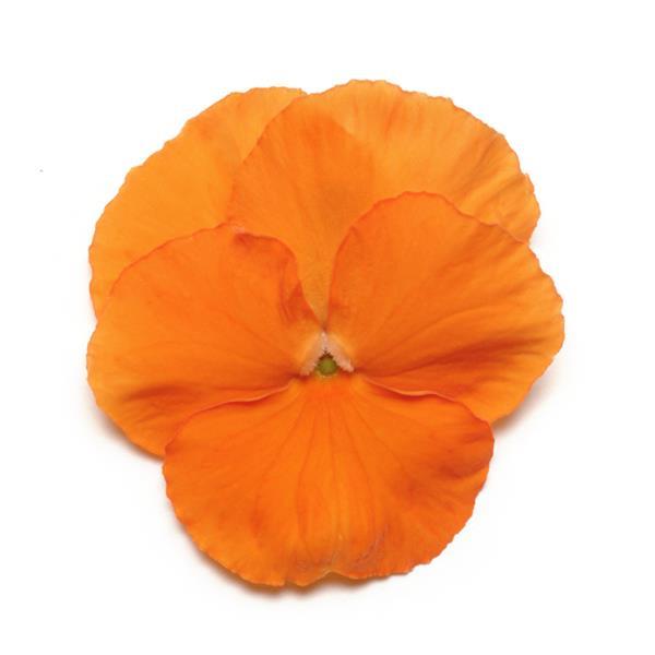 Panola® XP Deep Orange Pansy - Bloom
