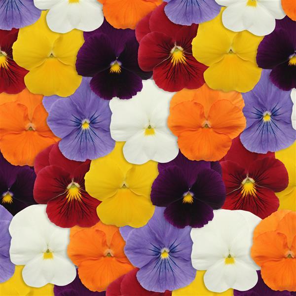 Panola® XP Clear Mixture Pansy - Bloom