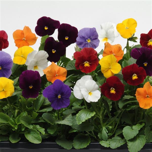 Panola® XP Clear Mixture Pansy - Container