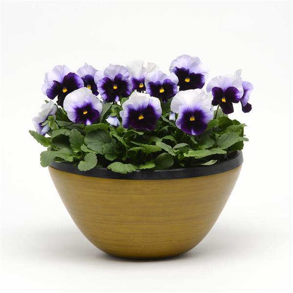 Spring Matrix™ Beaconsfield Pansy - Container