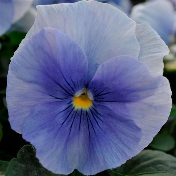 Spring Matrix™ Blue Pansy - Bloom