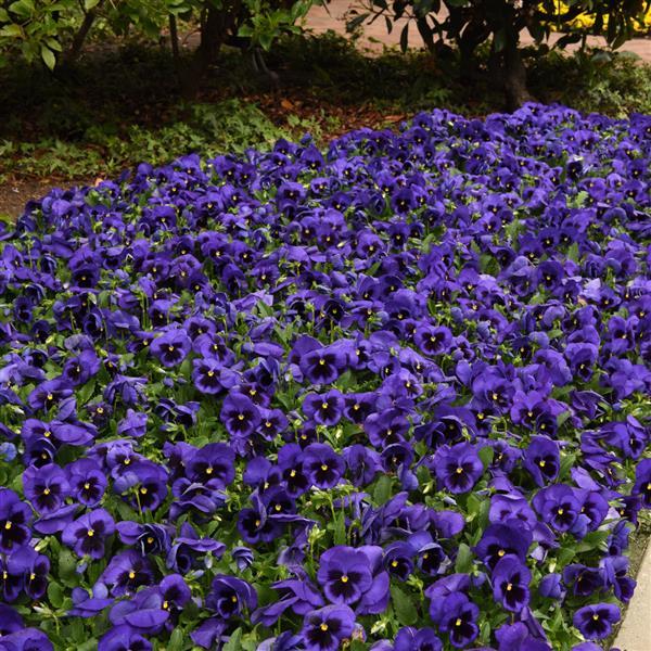 Spring Matrix™ Blue Blotch Pansy - Landscape