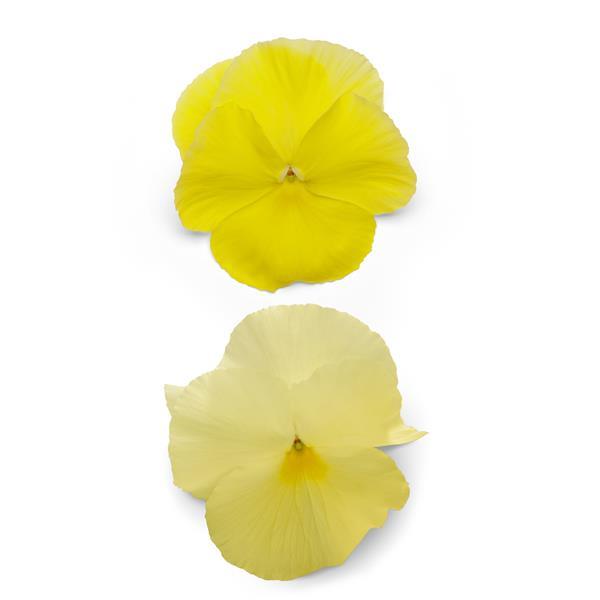 Spring Matrix™ Lemon Pansy - Bloom