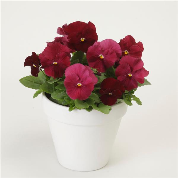 Spring Matrix™ Rose Pansy - Container
