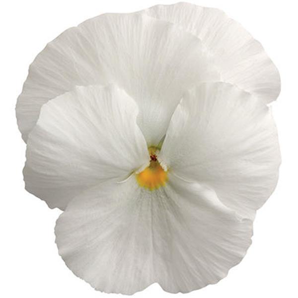 Spring Matrix™ White Pansy - Bloom