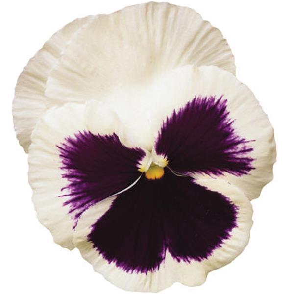 Spring Matrix™ White Blotch Pansy - Bloom