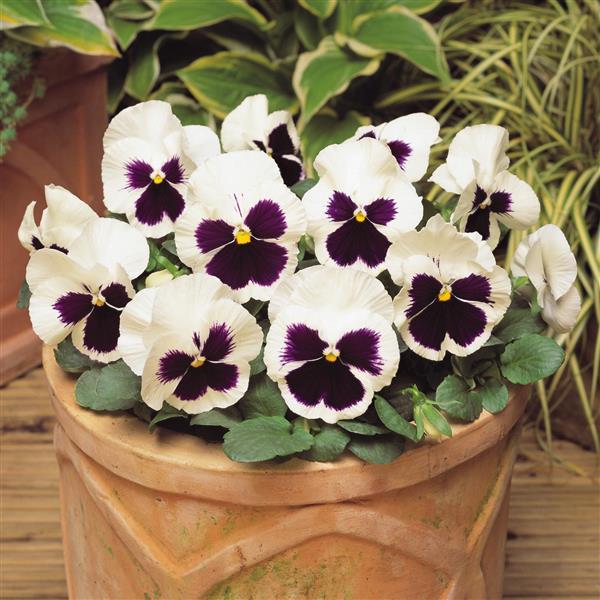 Spring Matrix™ White Blotch Pansy - Container