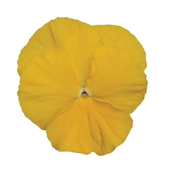 Spring Matrix™ Yellow Pansy - Bloom