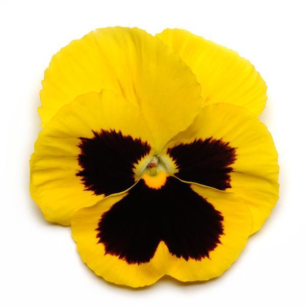 Spring Matrix™ Yellow Blotch Pansy - Bloom