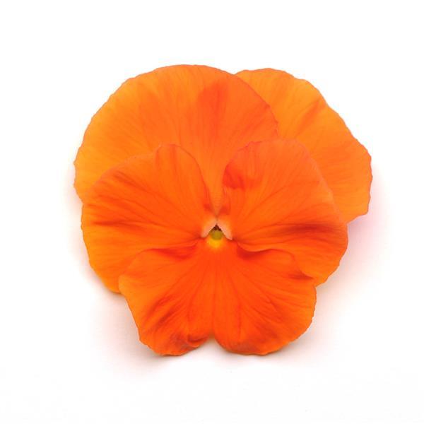 Spring Matrix™ Deep Orange Pansy - Bloom