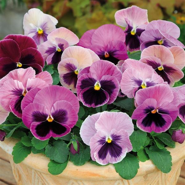Spring Matrix™ Pink Shades Pansy - Container