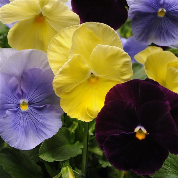Spring Matrix™ Tricolor Mixture Pansy - Bloom