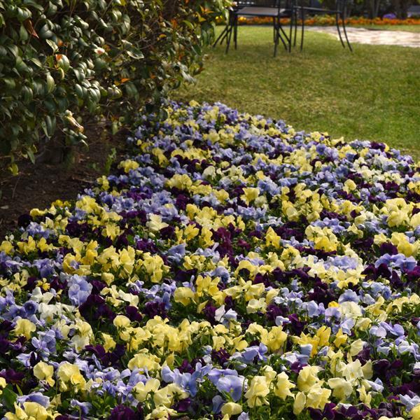 Spring Matrix™ Tricolor Mixture Pansy - Landscape
