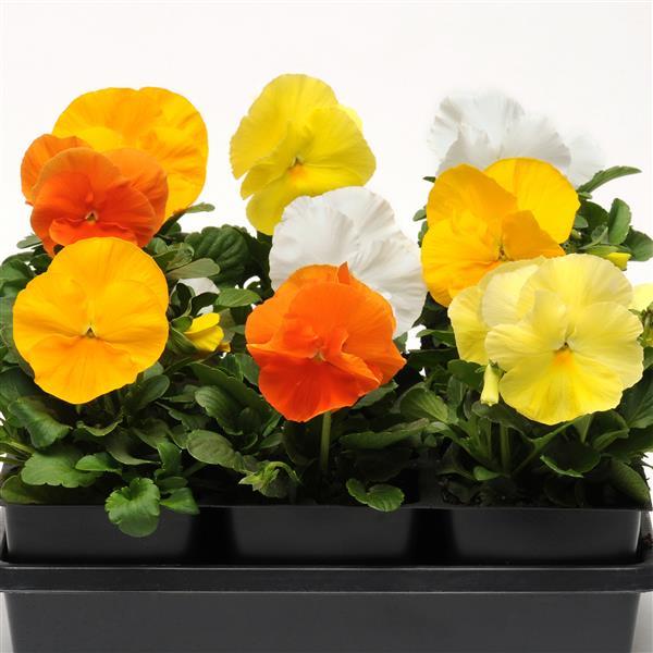 Spring Matrix™ Daffodil Mixture Pansy - Bloom