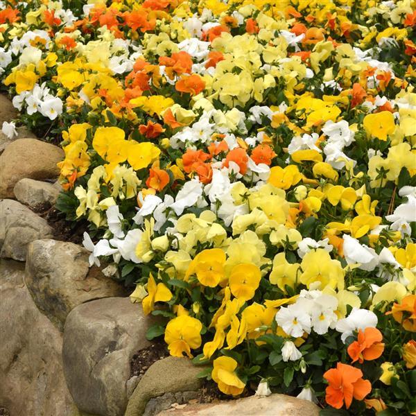 Spring Matrix™ Daffodil Mixture Pansy - Landscape
