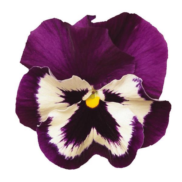 Spring Matrix™ Purple & White Pansy - Bloom