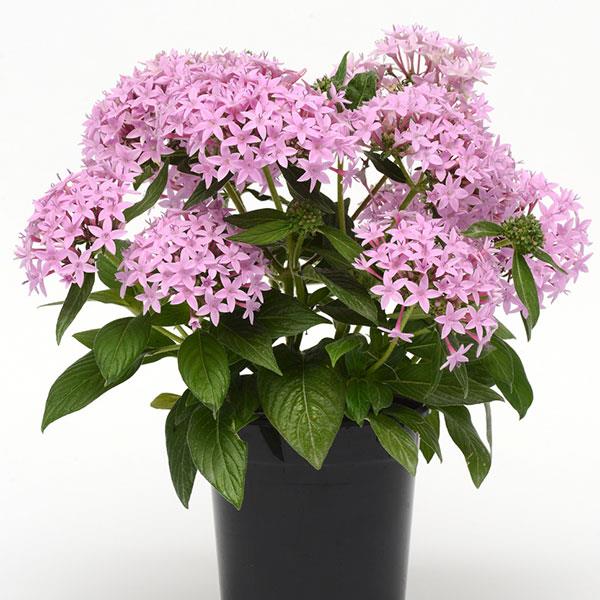 Lucky Star® Lavender Pentas - Container