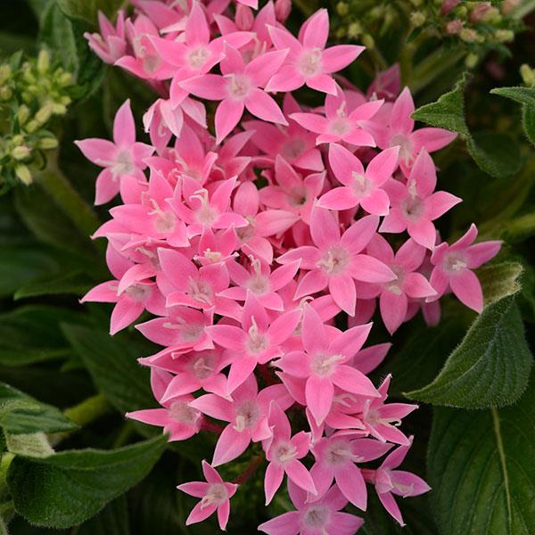 Lucky Star® Pink Pentas - Bloom