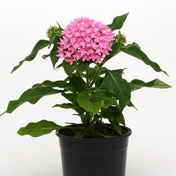 Lucky Star® Pink Pentas - Container