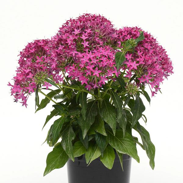 Lucky Star® Violet Pentas - Container