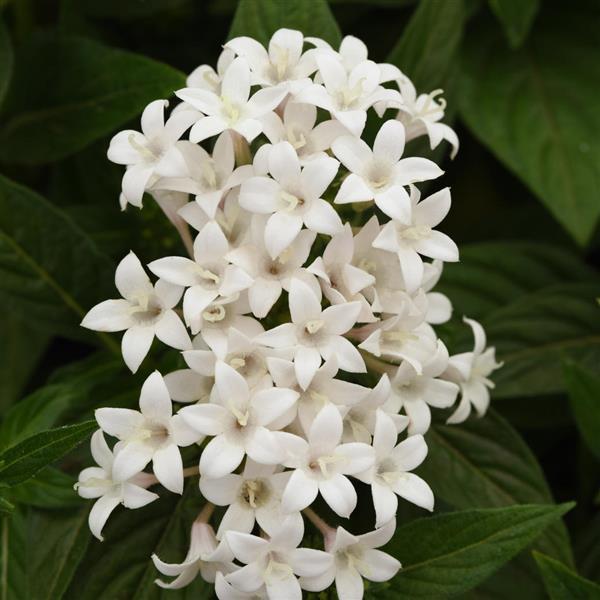 Lucky Star® White Pentas - Bloom