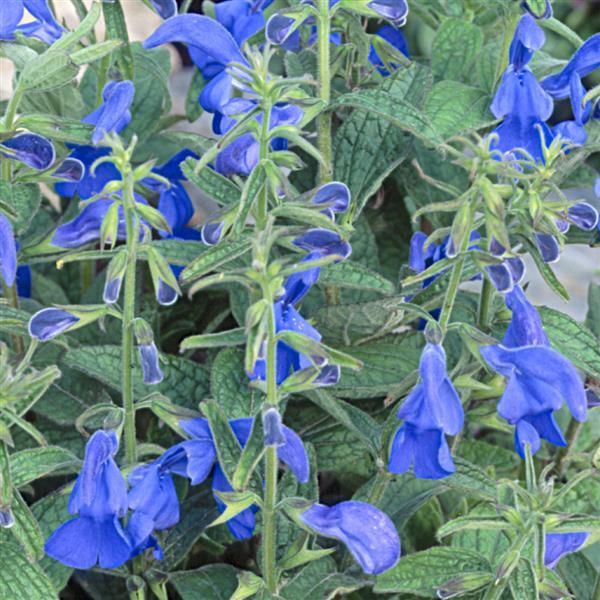Salvia Patio Deep Blue - Bloom