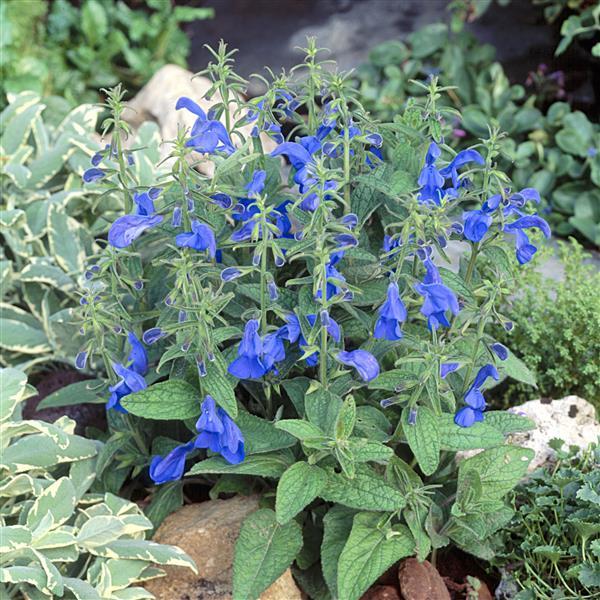 Salvia Patio Deep Blue - Garden
