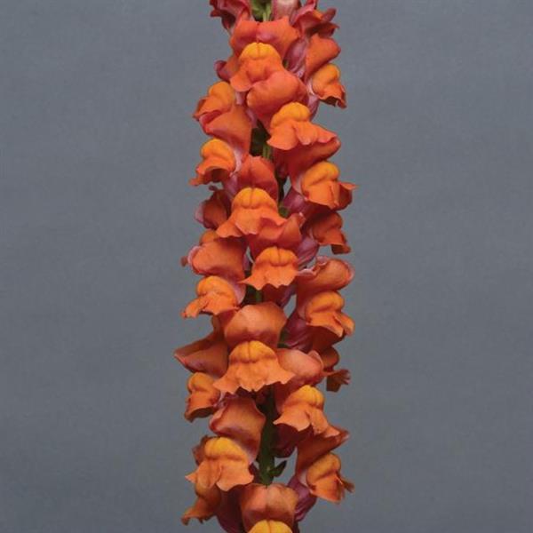 Cool Orange Snapdragon - Bloom