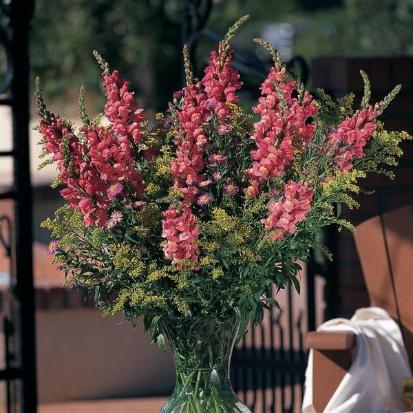 Cool Rose Snapdragon - Container
