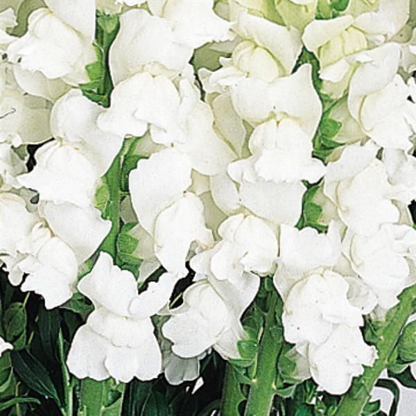 Cool White Snapdragon - Bloom