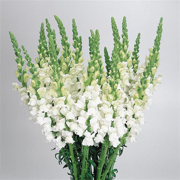 Cool White Snapdragon - Cutflower