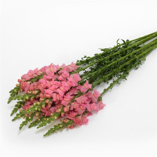 Early Potomac™ Pink Snapdragon - Grower Bunch