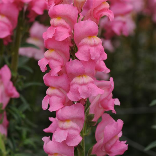 Early Potomac™ Rose Snapdragon - Bloom