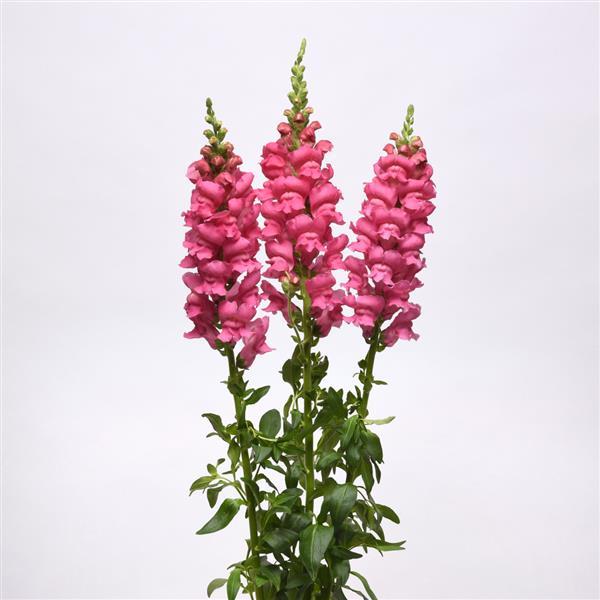 Early Potomac™ Rose Snapdragon - Cutflower