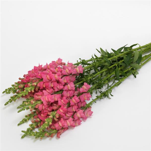 Early Potomac™ Rose Snapdragon - Grower Bunch