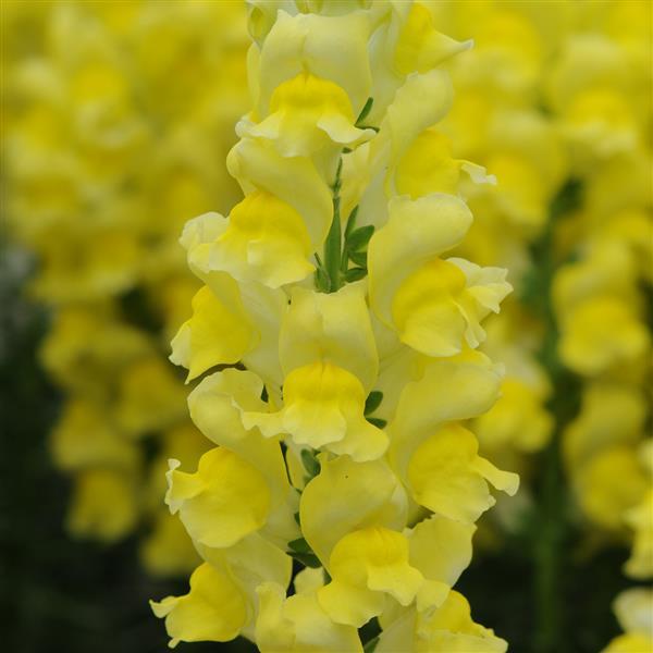 Early Potomac™ Yellow Snapdragon - Bloom