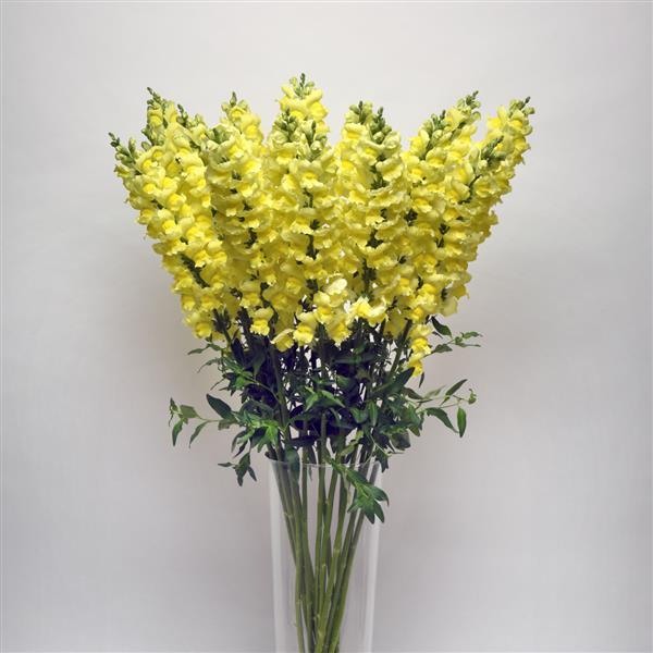 Early Potomac™ Yellow Snapdragon - Container