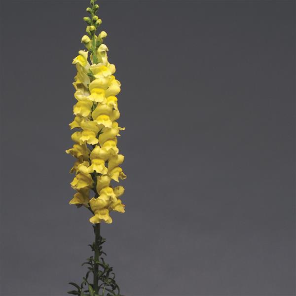 Early Potomac™ Yellow Snapdragon - Cutflower