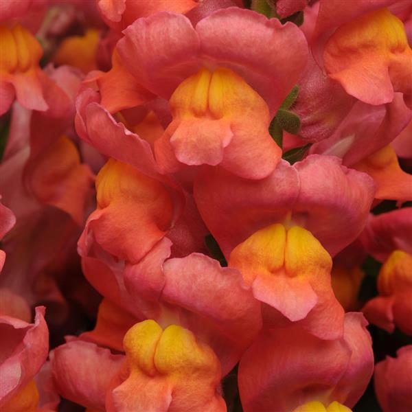 Maryland Orange Snapdragon - Bloom