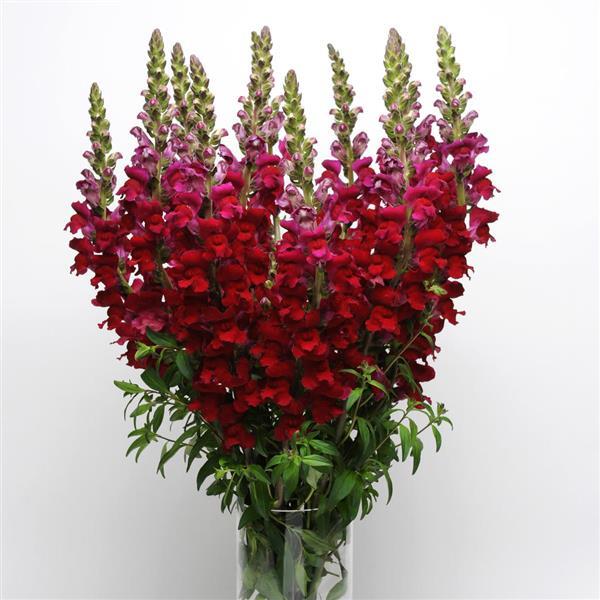 Maryland Red Snapdragon - Container